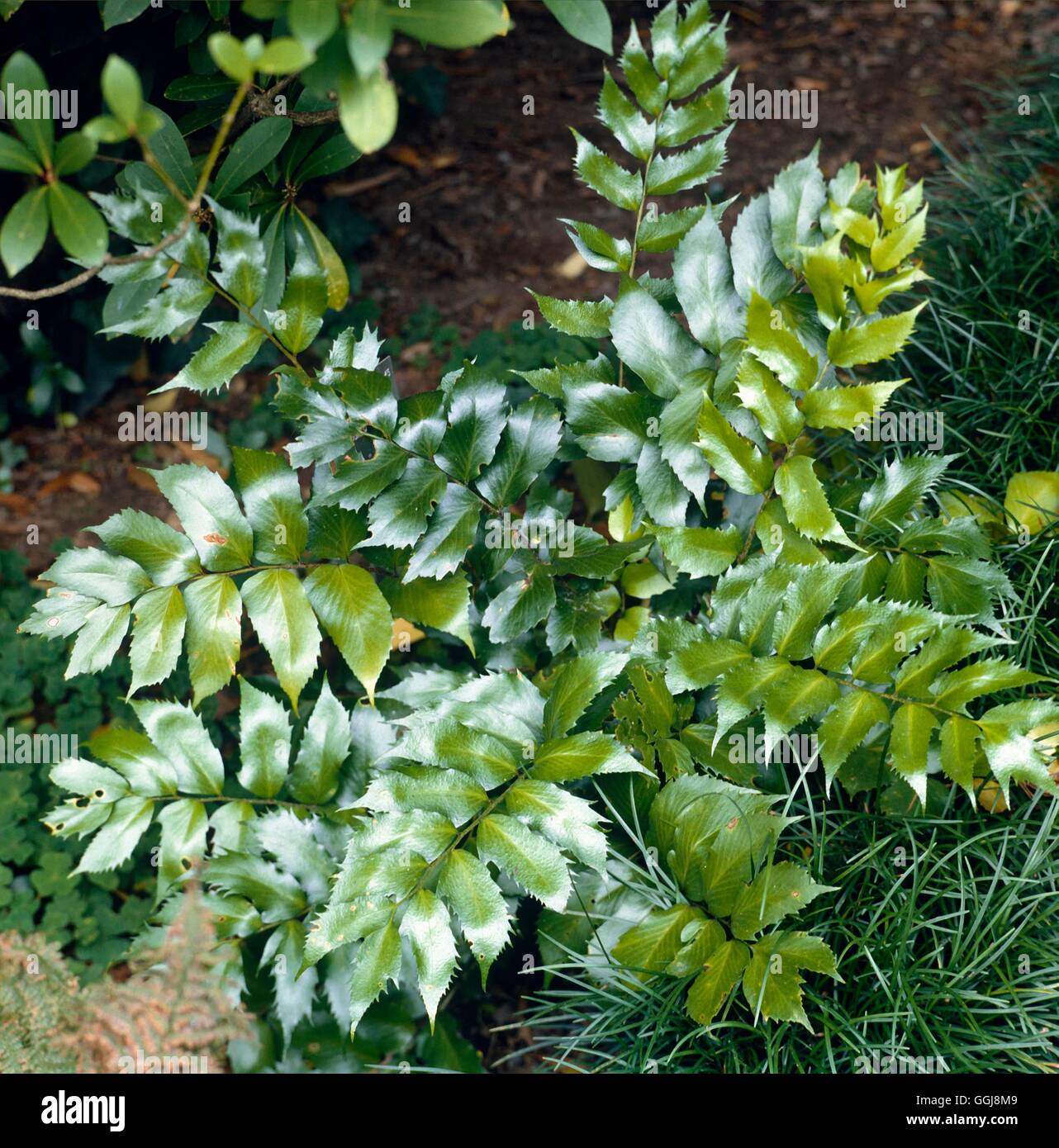 Cyrtomium falcatum - `Rochfordianum'   FER019421 Stock Photo